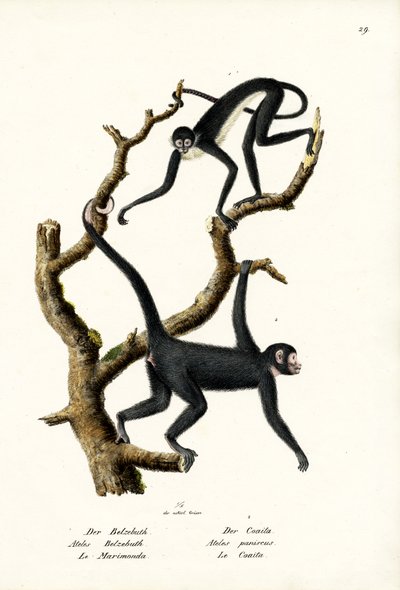 Long-Haired Spider Monkey by Karl Joseph Brodtmann